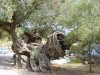 Oudste olijfboom van Zakynthos